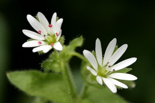 stellaria-media-03-640x427.jpg