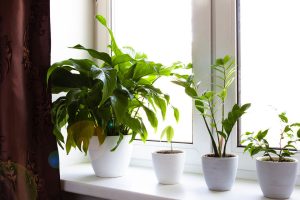 widen_960_crop_1000_667_0_0_q90_4250972_341d0f42a6d2f343b1ecb4015.jpeg