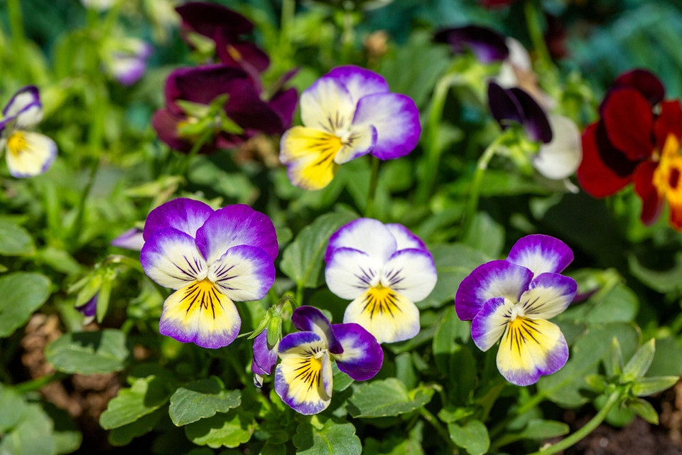 widen_960_crop_1000_667_0_0_q90_4263952_dcf610a5176f66874d7d672a2.jpeg