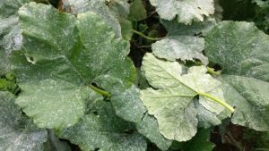 powdery-mildew-03-640x360.jpg