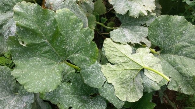 powdery-mildew-03-640x360.jpg