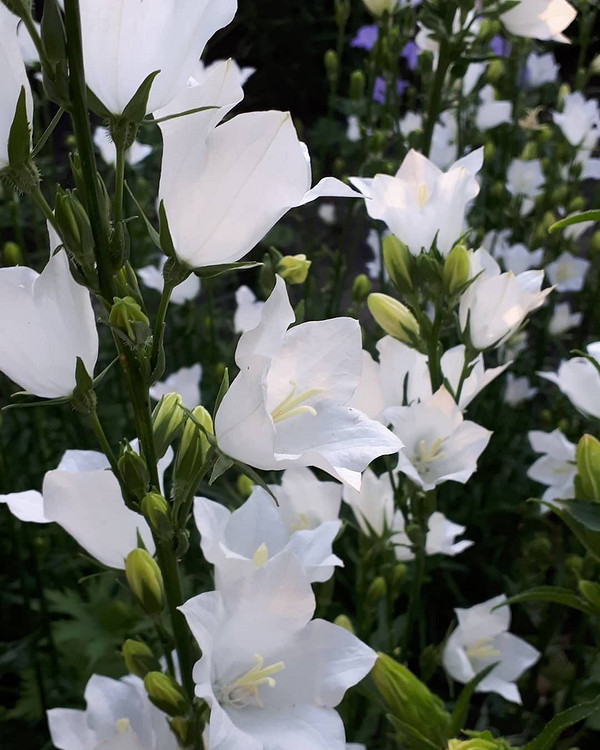 widen_600_crop_1080_1350_0_0_q90_4279622_0ce0e92b9aecb60161ca6e3cc.jpeg