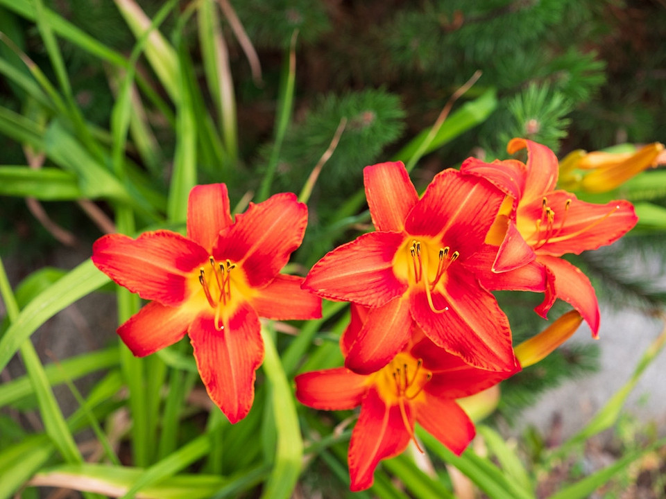 widen_960_crop_1000_750_0_0_q90_4288402_3a3042b10dbd206515d205958.jpeg