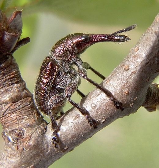 epirhynchites-auratus-520x550.jpg