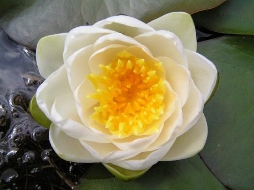 european-white-waterlily-520x390.jpg