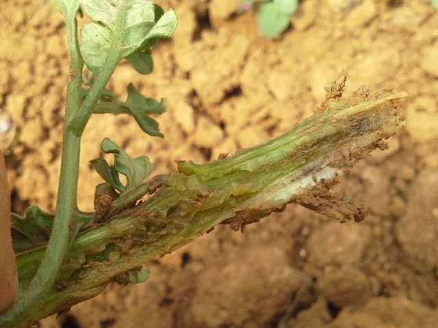 fusarium-640x479.jpg