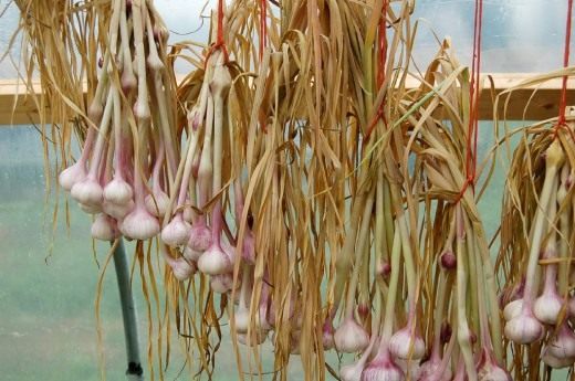 garlic-520x345.jpg