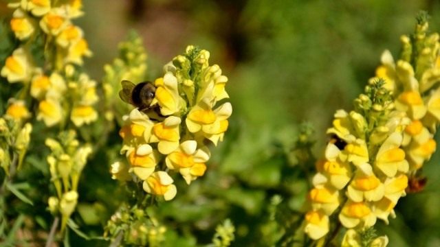 linaria-vulgaris-1-640x360.jpg