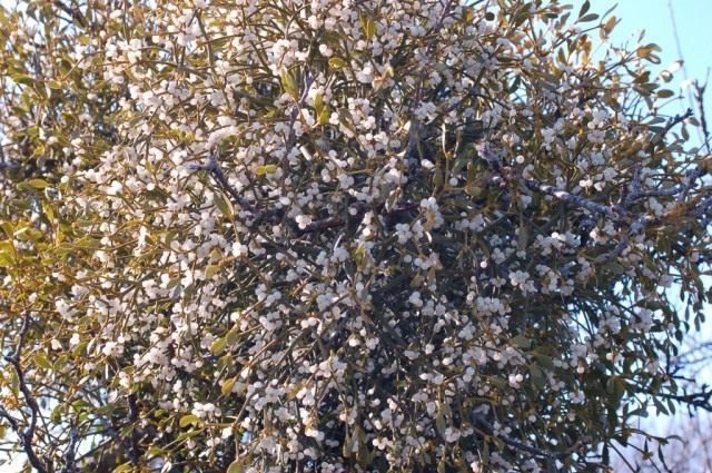 viscum_album-640x425.jpg