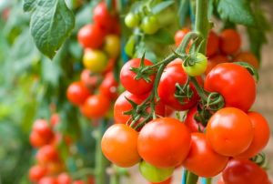 5-tomatov-dlya-otkrytogo-grunta-s-kotorymi-pochti-net-hlopot-letom-0-640x430.jpg