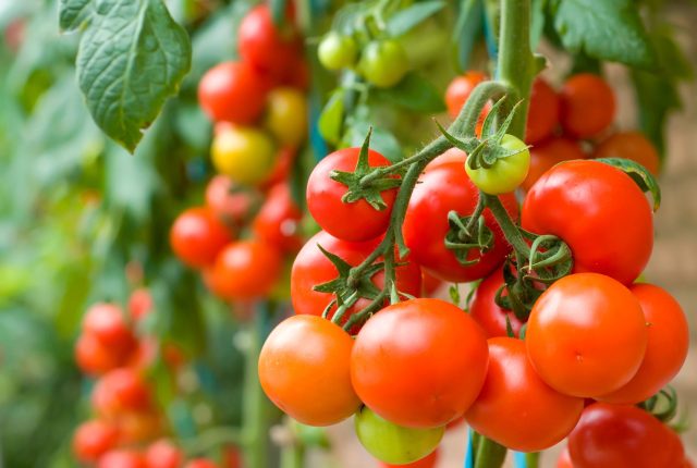 5-tomatov-dlya-otkrytogo-grunta-s-kotorymi-pochti-net-hlopot-letom-0-640x430.jpg