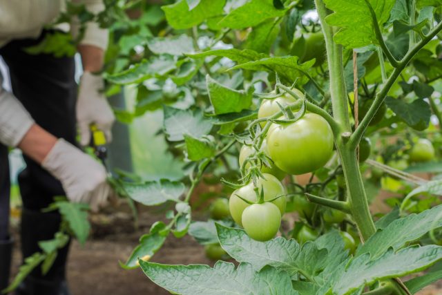 chto-udalyat-u-tomatov-v-iyune-a-chto-luchshe-ne-trogat-4-640x427.jpg