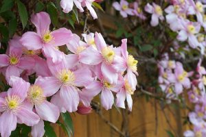 widen_960_crop_1000_667_0_0_q90_4345902_9109d0ff896cebb05ce59a850.jpeg