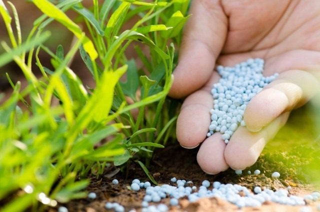 chemical_fertilizer-640x424.jpg