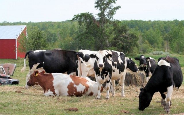 cows-010-640x400.jpg