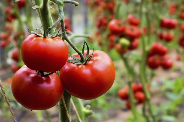 pochemu-ne-udayutsya-tomaty-640x426.jpg