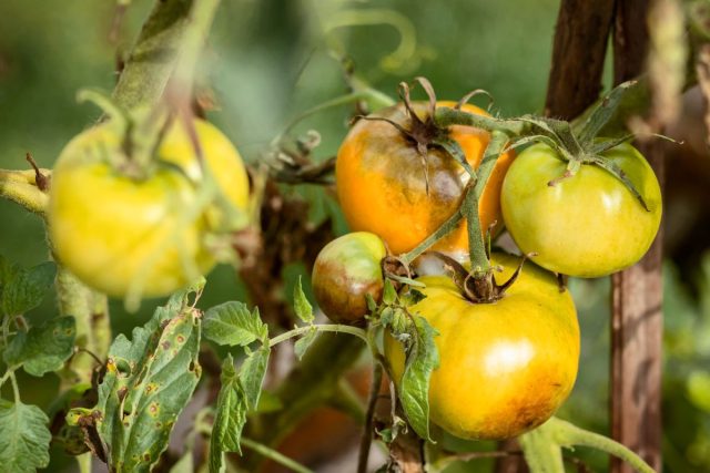 fitoftora-na-tomatah-i-kartofele-kak-zametit-bolezn-do-togo-kak-pocherneyut-kusty-1-640x427.jpg