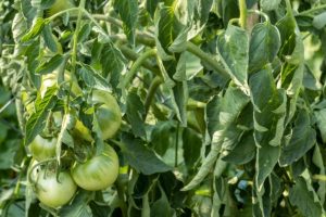 pochemu-skruchivayutsya-listya-u-tomatov-zhara-bolezn-ili-nehvatka-pitaniya-0_1-640x427.jpg