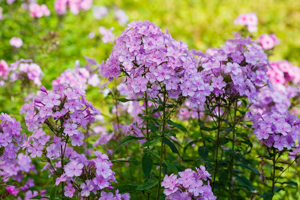widen_960_crop_1000_667_0_0_q90_4397662_25c88bbb00a6a197d0a950046.jpeg