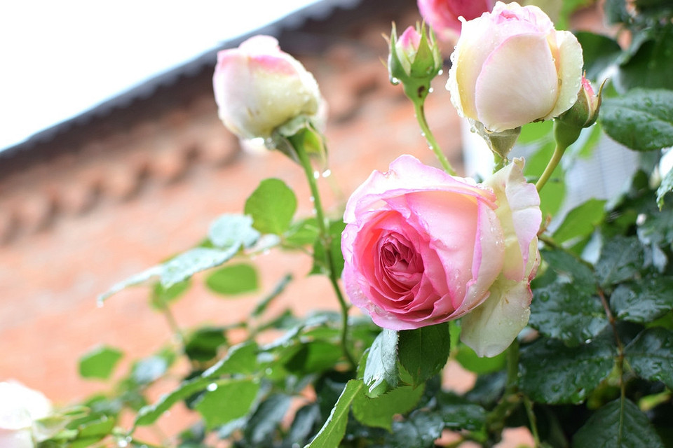 widen_960_crop_1000_667_0_0_q90_4398032_5cb610b9cef144904aab195bc.jpeg