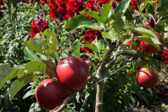 1-garden-640x427.jpg
