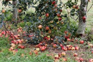 compost-640x427.jpg