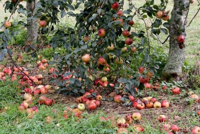 compost-640x427.jpg