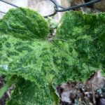 cucumber-mosaic-cucumovirus-640x480.jpg