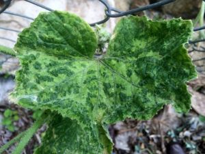 cucumber-mosaic-cucumovirus-640x480.jpg