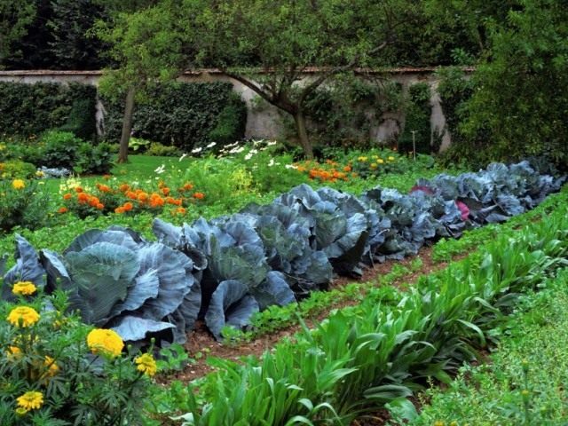 insecticide-plant-6-640x480.jpeg