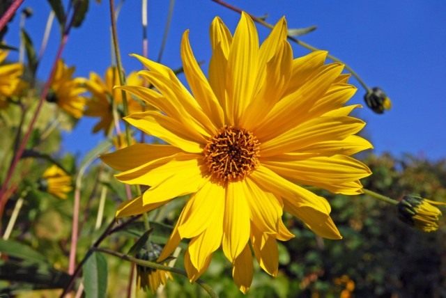 jerusalem-artichoke-640x428.jpg