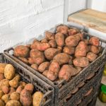 Как надолго сохранить собранные овощи и фрукты — советы для популярных культур