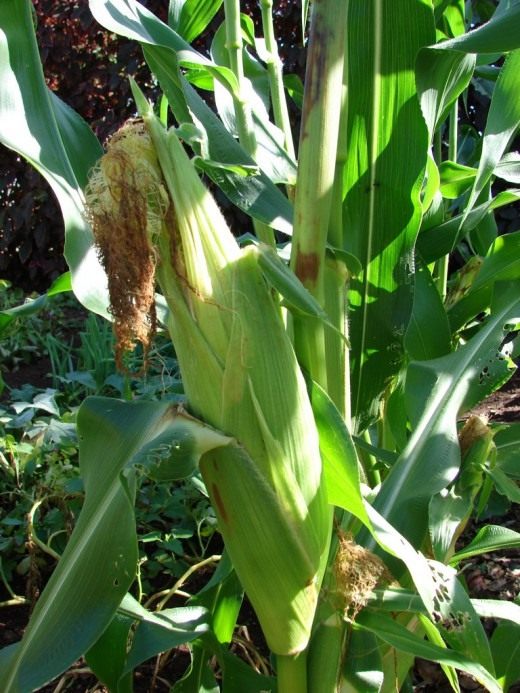 maize-520x693.jpg