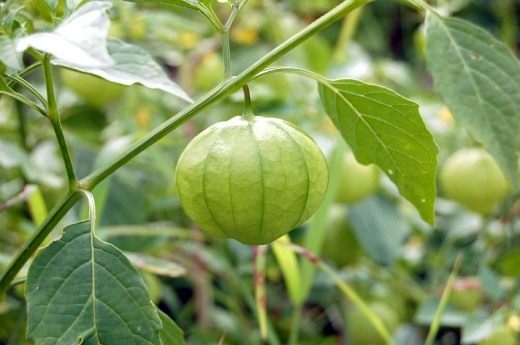 tomatillo-520x345.jpg