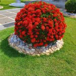 Красная клумба: 30 культур, которые можно посадить, и советы по оформлению