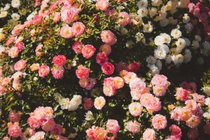 widen_960_crop_1920_1280_0_0_q90_4440752_abed9f8771e8c699c721b2fac.jpeg